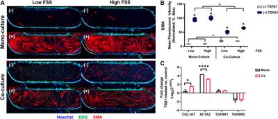 Fibroblast activation in response to TGFβ1 is modulated by co-culture with endothelial cells in a vascular organ-on-chip platform